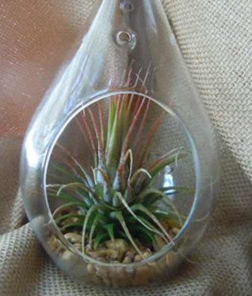 NNEDSZ 10 Pack of Hanging Clear Glass Tealight Candle Holder Tear Drop Pear Shape - 12cm High - Terrarium Plant Mini Garden Holder Decor