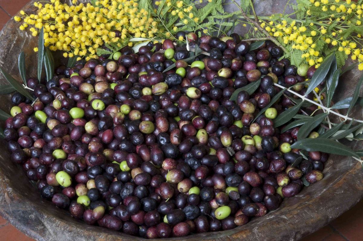 Olio EVO 100% ITALIANO Monocultivar Taggiasco In Tanica NON FILTRATO