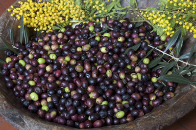 Olio EVO 100% ITALIANO Monocultivar Taggiasco In Tanica NON FILTRATO
