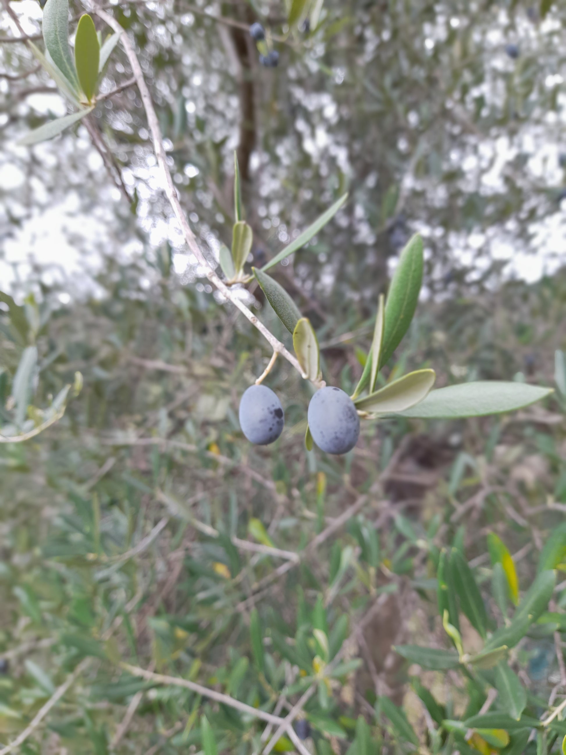 Olio EVO 100% ITALIANO Monocultivar Taggiasco In Tanica NON FILTRATO