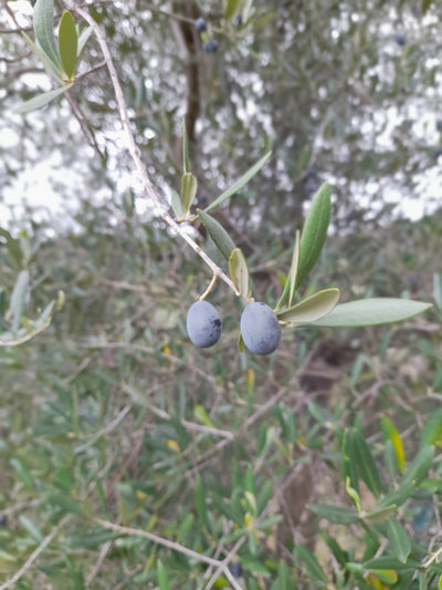 Olio EVO 100% ITALIANO Monocultivar Taggiasco In Tanica NON FILTRATO
